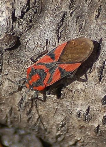 Réf. 198 905 : Spilostethus furcula